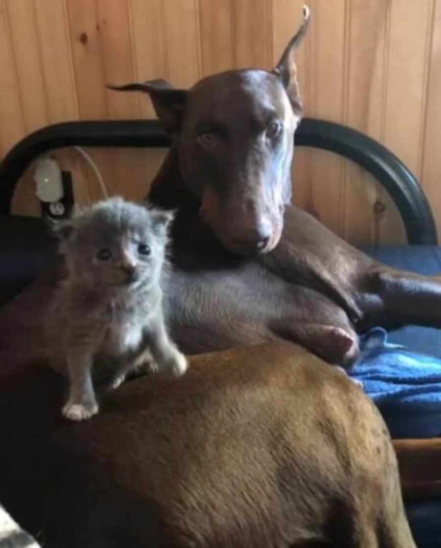 una gattina di nome Rose con una cagnolina