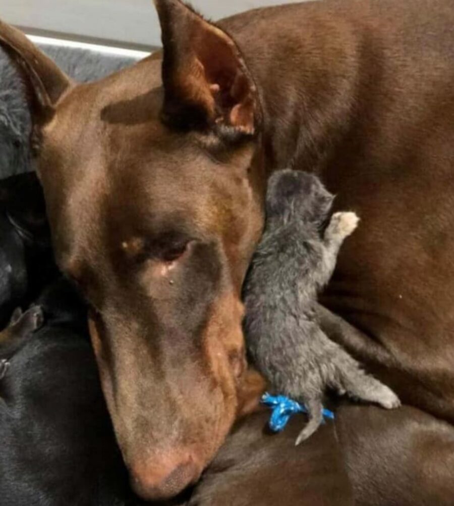 una cagnolina di nome Ruby con Rose