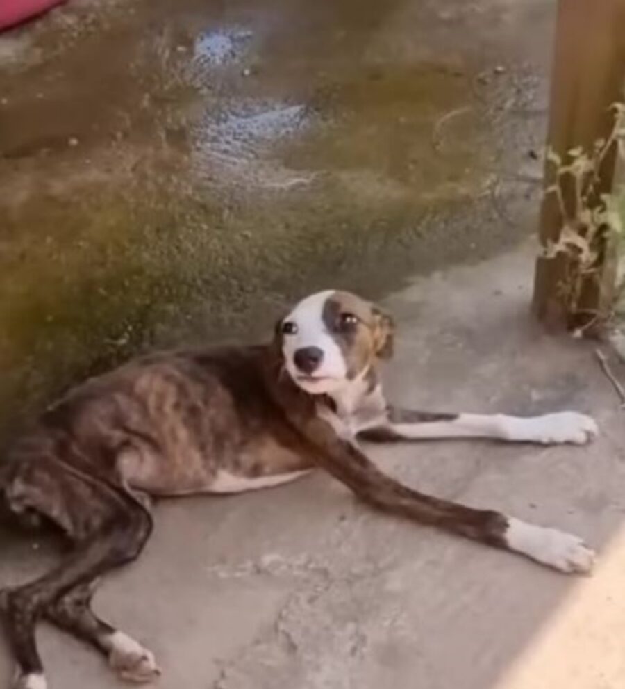 una cagnolina magra di nome Jade