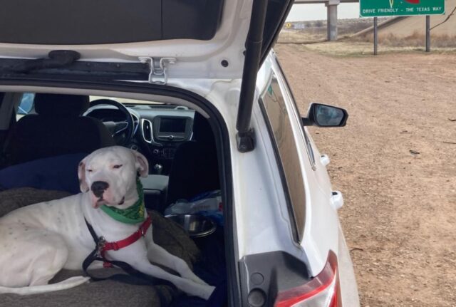 Questo Dogo Argentino ha viaggiato per 3.000 miglia attraverso bufere di neve e deserti per avere un’ultima possibilità di adozione