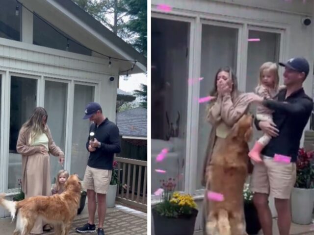 Sì, questo Golden Retriever ha proprio rubato la scena alla sorellina che sta per arrivare in famiglia