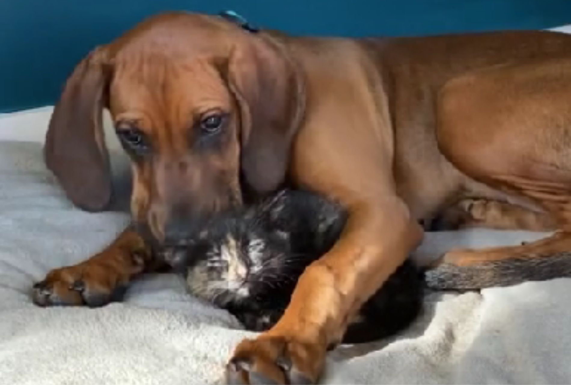 gattino con cagnolone