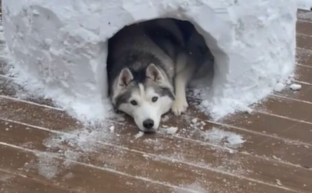 Il gesto d’amore di questo papà nei confronti del suo Husky è in grado di sciogliere il cuore di qualsiasi persona (VIDEO)