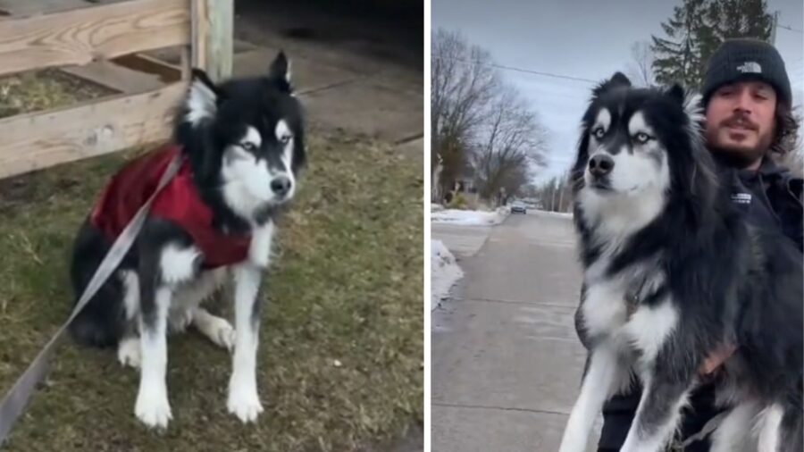 cane con pelo bianco e nero