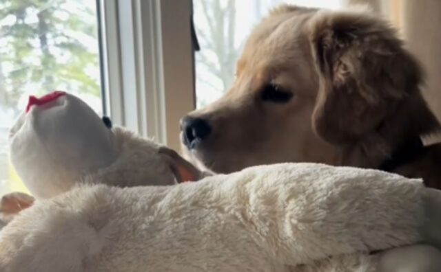 Il cucciolo di Golden Retriever porta il suo peluche alla finestra: vuole che guardi il panorama con lui (VIDEO)