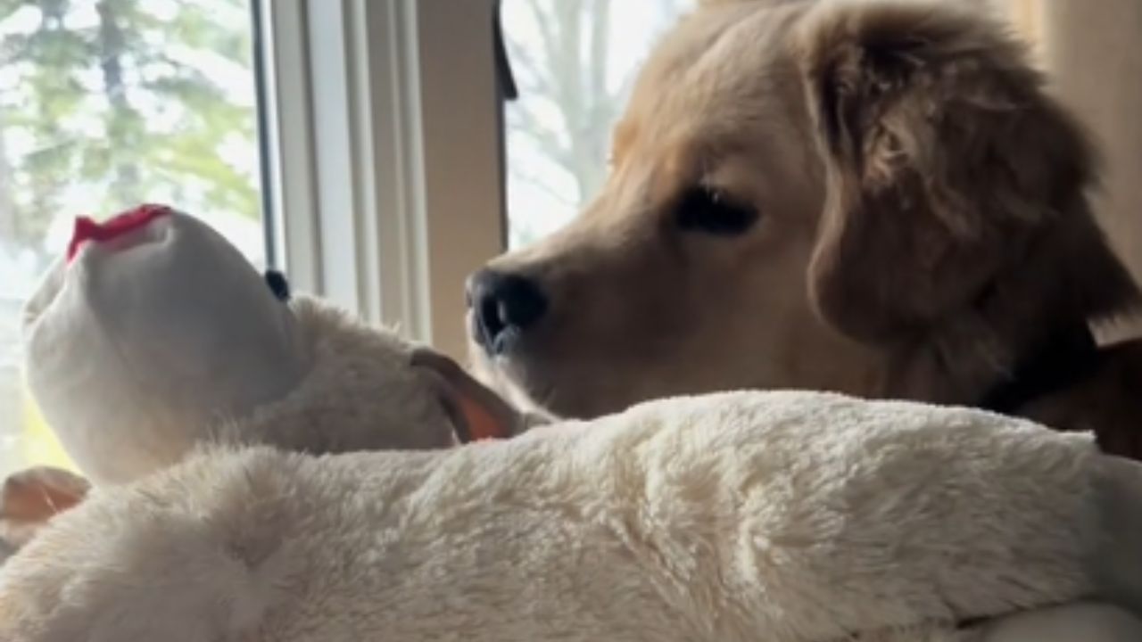 cane con peluche