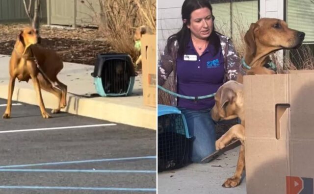 Una crudeltà inaudita: i volontari hanno trovato questa mamma cane legata al trasportino, con accanto i suoi poveri cuccioli