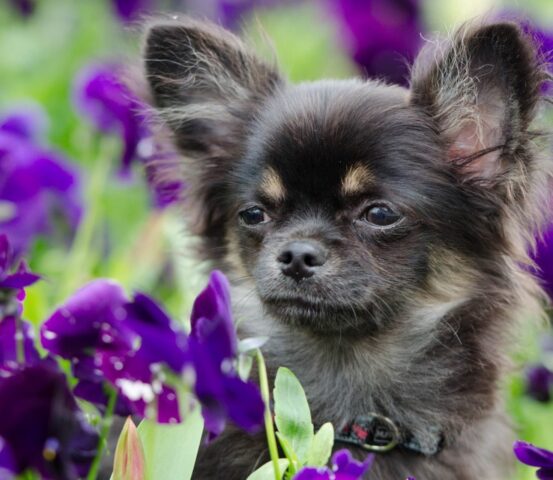 Tutte le malattie primaverili del cane e come affrontarle