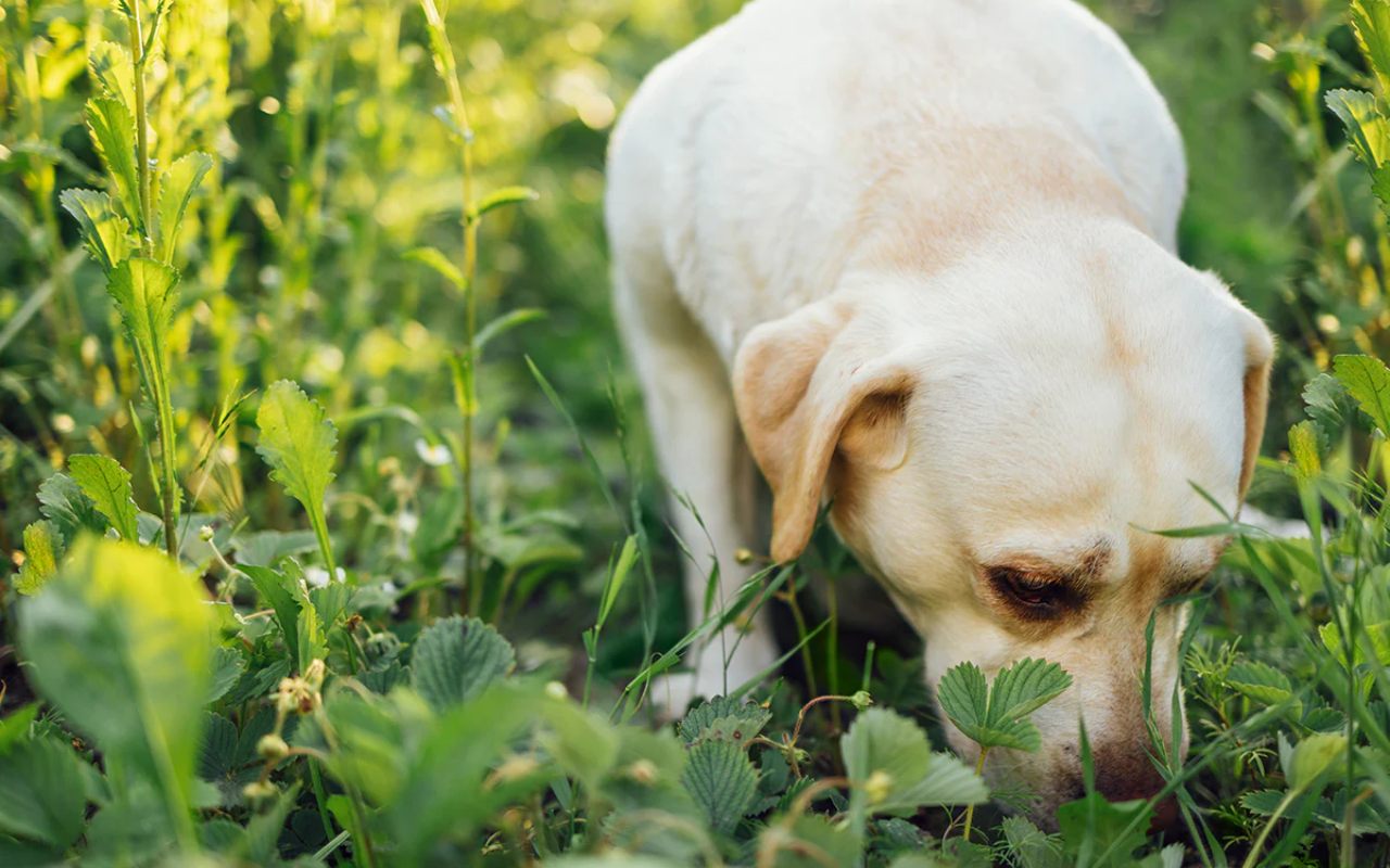 cane annusa le foglie