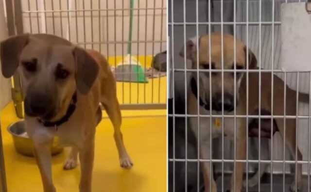 Tutti i suoi cuccioli vengono adottati, ma mamma cane non ce la fa: per il rifugio è un momento estremamente doloroso (VIDEO)