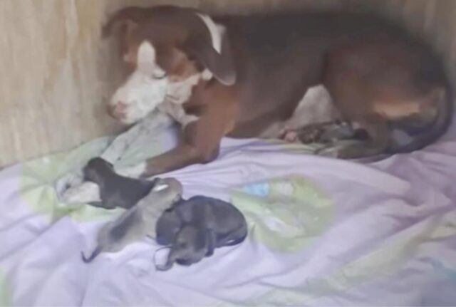 Mamma cane era sfinita, eppure è riuscita a trovare il modo per dare alla luce i suoi meravigliosi cuccioli