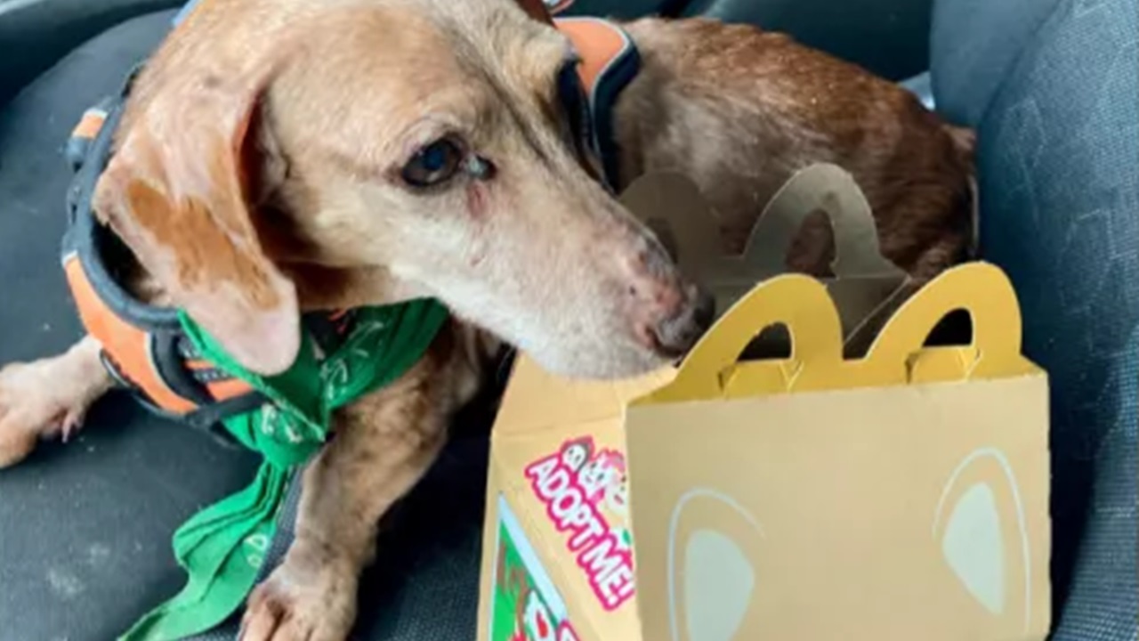 Cibo di McDonald's per il cane