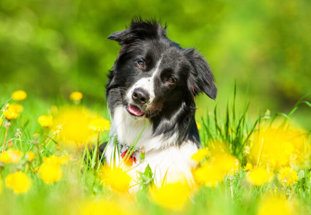 Parassiti dei cani in primavera: cosa sapere, consigli e indicazioni