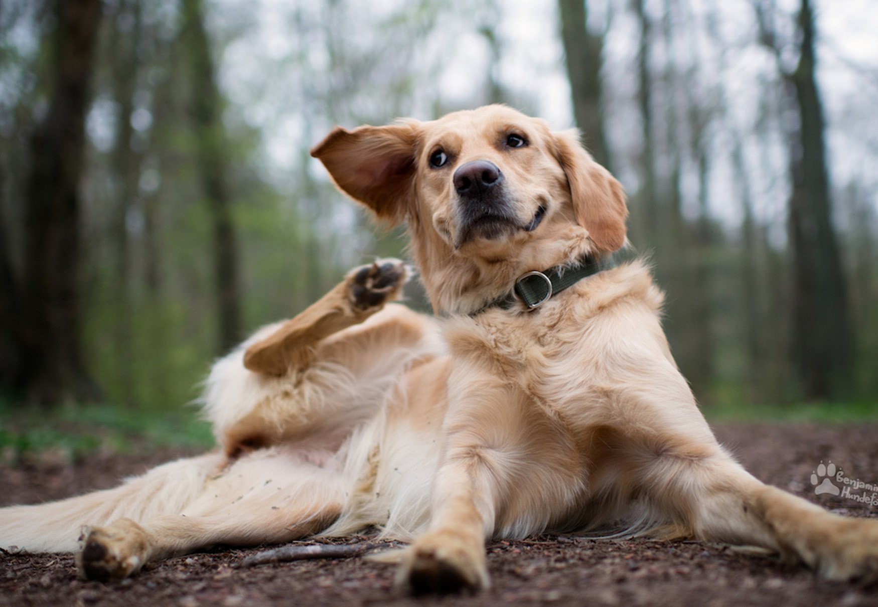 cane nel bosco