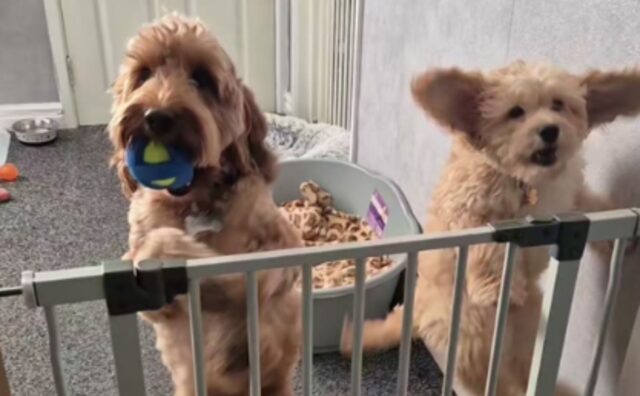 Il piccolo Cockapoo fa ridere tutti quando i suoi passi di danza iniziano ad andare a tempo con la famosa canzone (VIDEO)