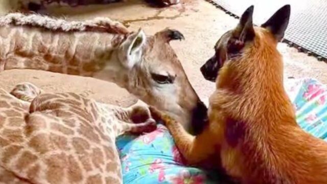 Un’amicizia improbabile ma significativa: questo Pastore Tedesco fa di tutto per proteggere la piccola giraffa