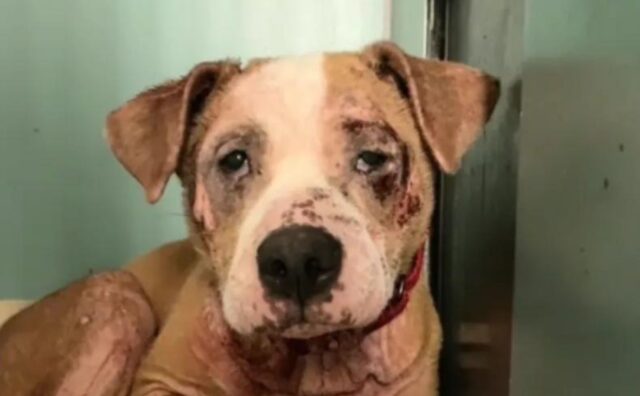 Il cane con la pelle devastata da una malattia si trasforma in un modo davvero inimmaginabile (VIDEO)