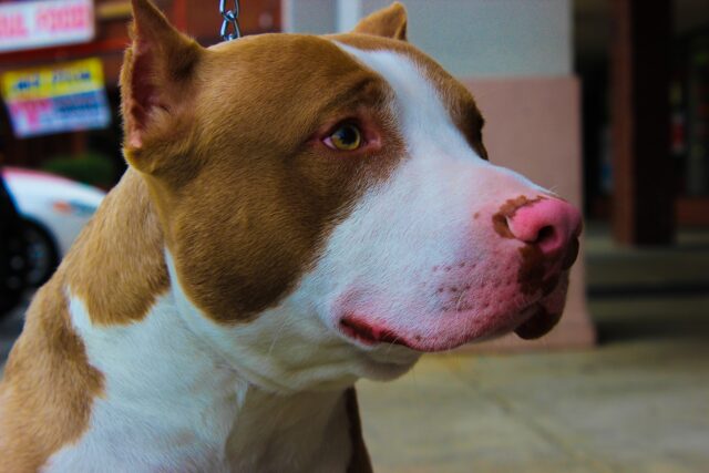 “Pit Bull cani selezionati per combattere”: le parole del presidente dell’Associazione degli Educatori Cinofili