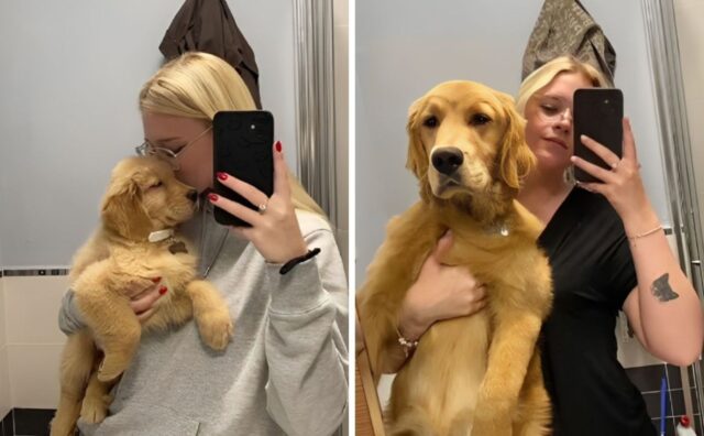 La donna decide di mostrare quanto è cresciuto il suo Golden Retriever in un anno: il finale è commovente (VIDEO)