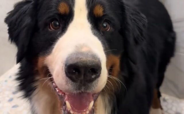 La routine del bagnetto di questo Bovaro del Bernese è così adorabile da riscuotere ampio successo (VIDEO)