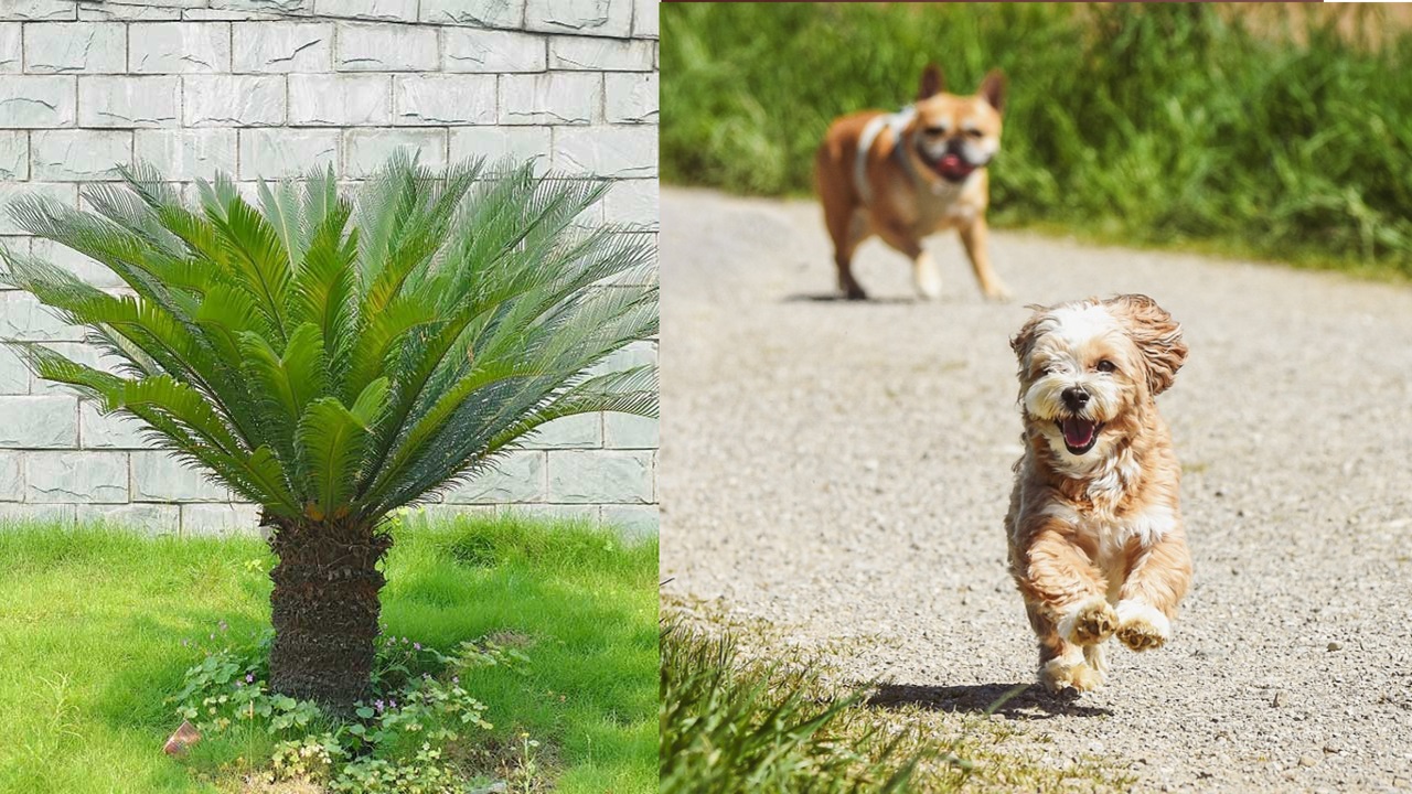 Pianta esotica velenosa per i cani