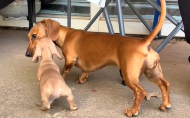 Questo cucciolo di bassotto incontra sua sorella maggiore per la prima volta: è subito amore (VIDEO)