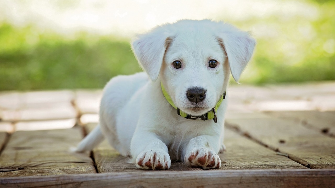 Cucciolo bianco