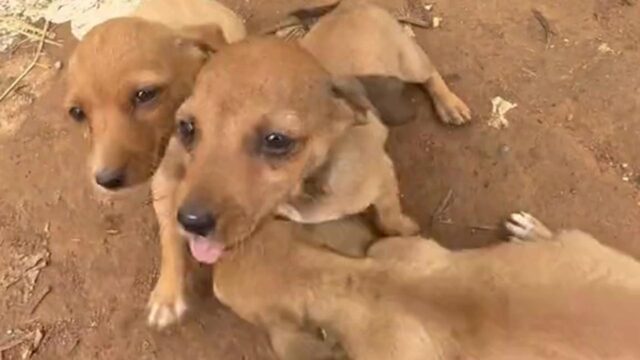 Tre cuccioli abbandonati in una strada isolata cercano aiuto