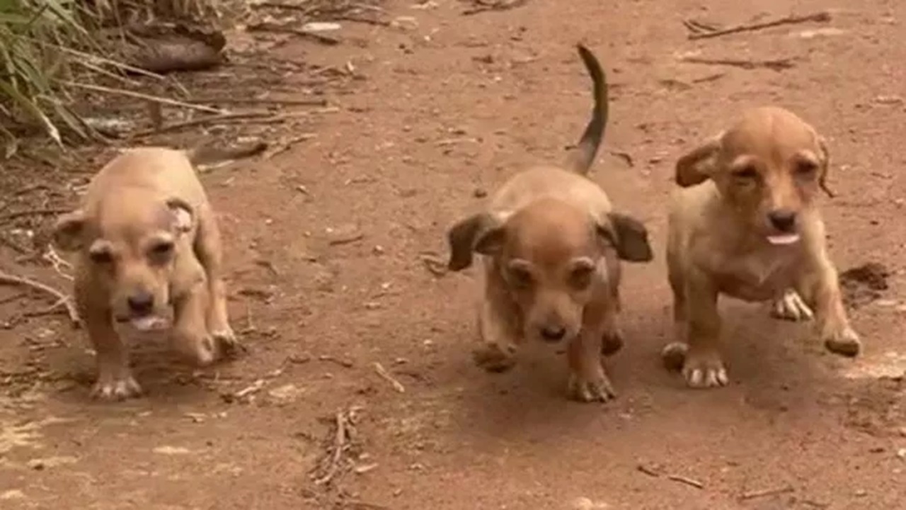Cuccioli in una strada abbandonata