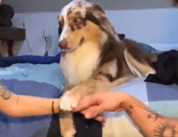 “Hands in”: il trend social che vi farà mettere alla prova il vostro cane (e vi farà sorridere)