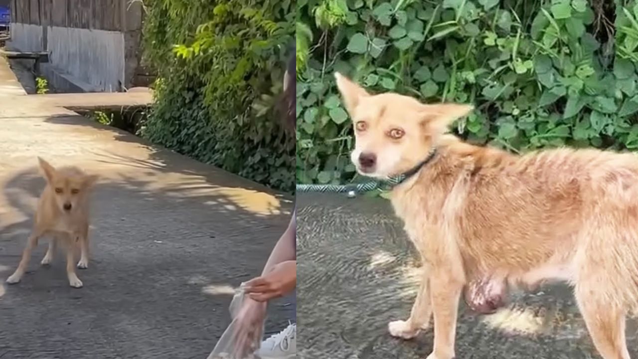 Cagnolina con tumore viene aiutata