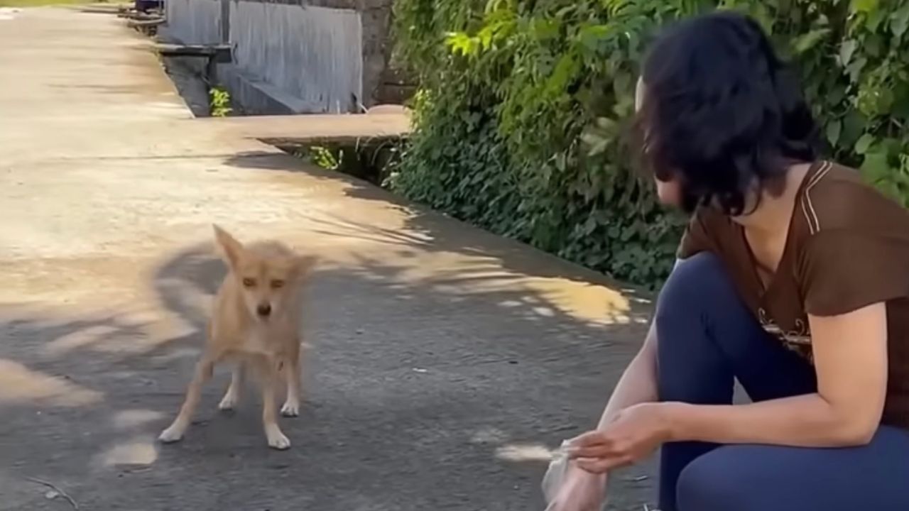 Cagnolina randagia