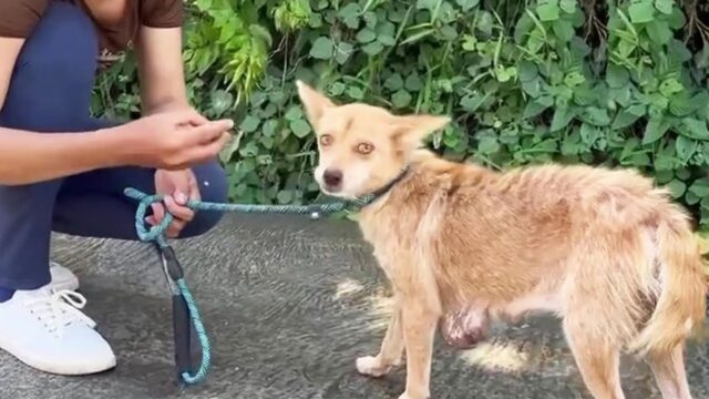 Aveva dato alla luce tanti cuccioli e aveva un tumore: salvare questa cagnolina è stata un’impresa – Video