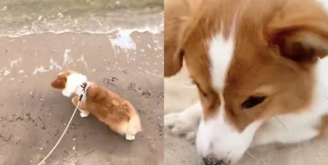 Se non avete mai visto un Corgi sulla spiaggia questo è il momento giusto per assistere alla sua tenerezza