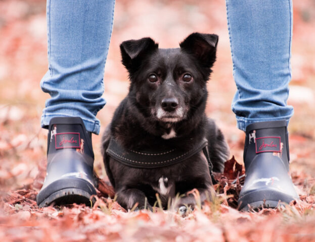 Capiscono più di quanto si possa pensare: i cani evitano e guardano con sospetto le persone che ci trattano male