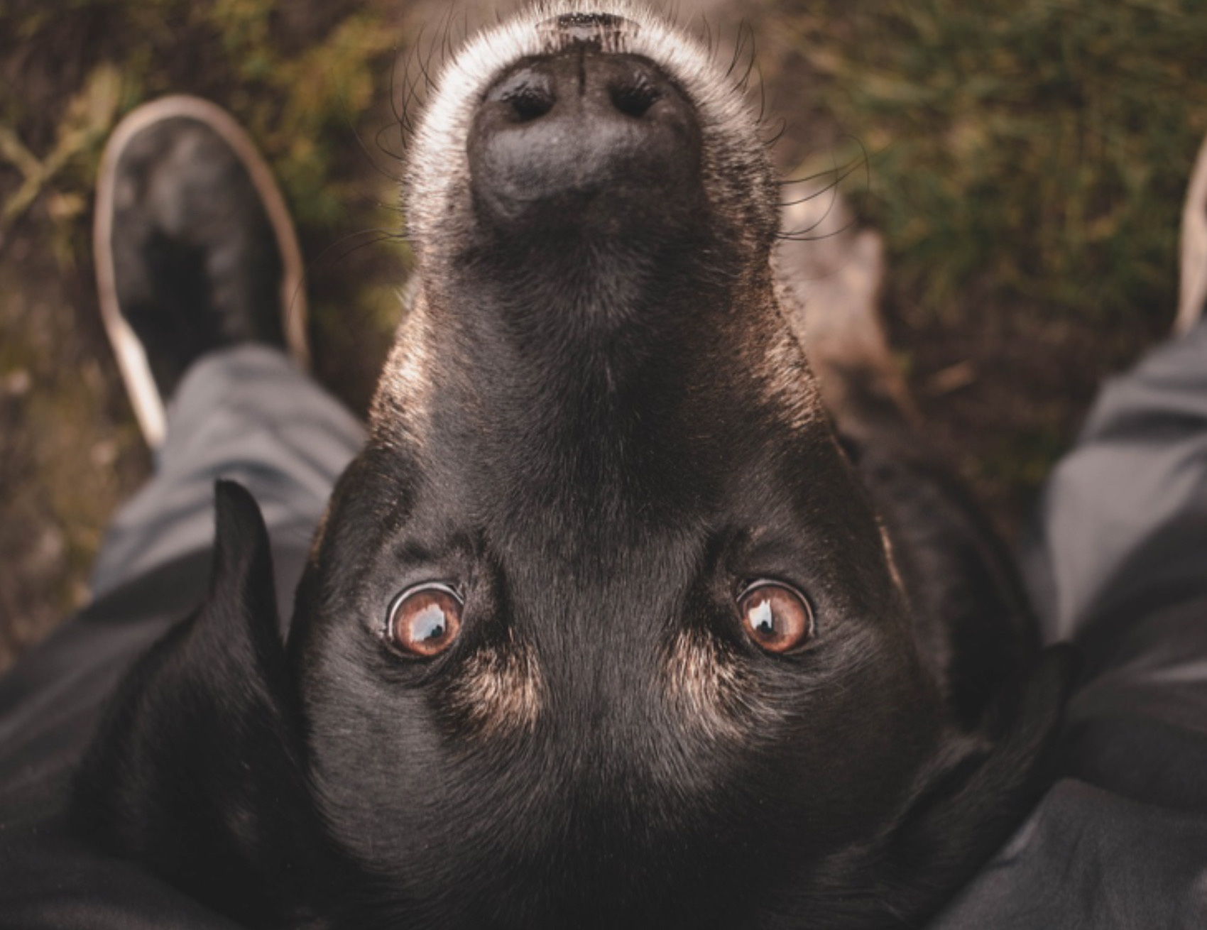 Cane guarda l’umana