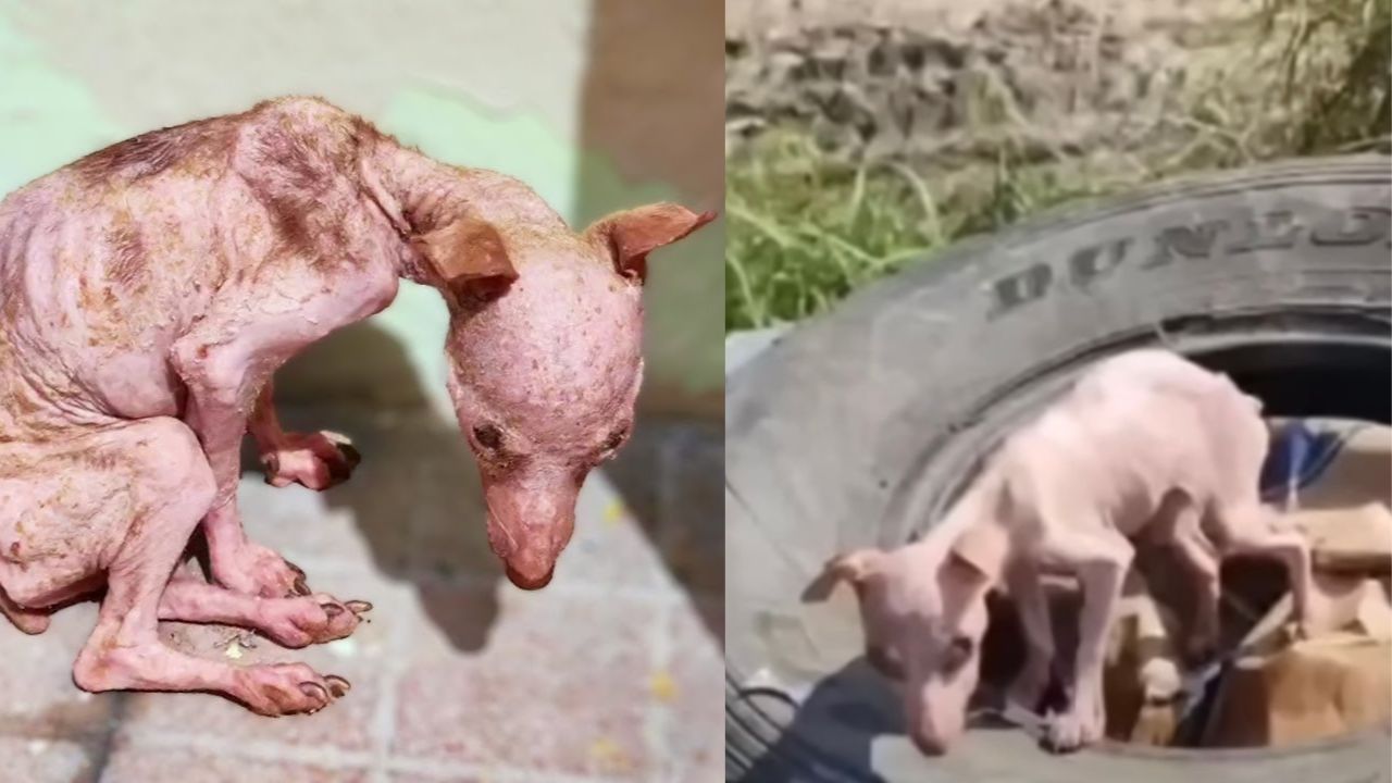 Cagnolino randagio senza pelo