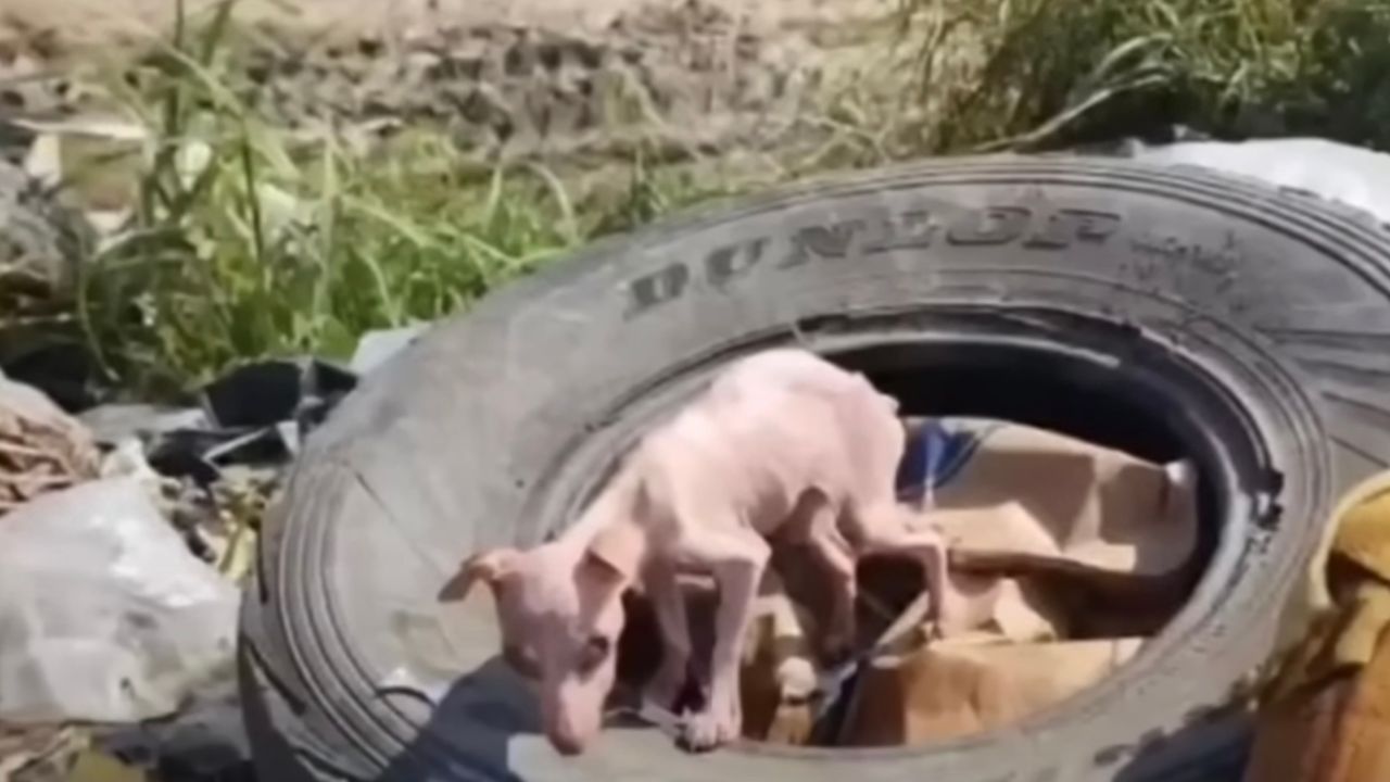 Cane senza pelo tra la spazzatura