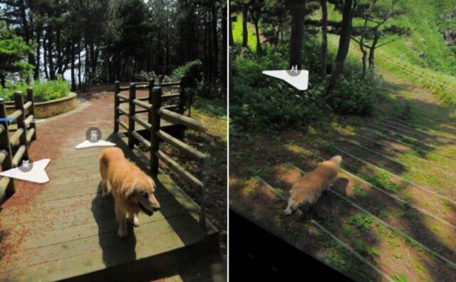 Il Golden Retriever segue il veicolo di Google Maps e diventa protagonista indiscusso di tutte le strade immortalate