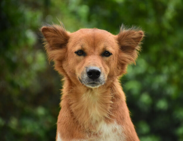 I cani ci ascoltano di nascosto? Questo studio potrebbe dirci molto di più sulle loro capacità