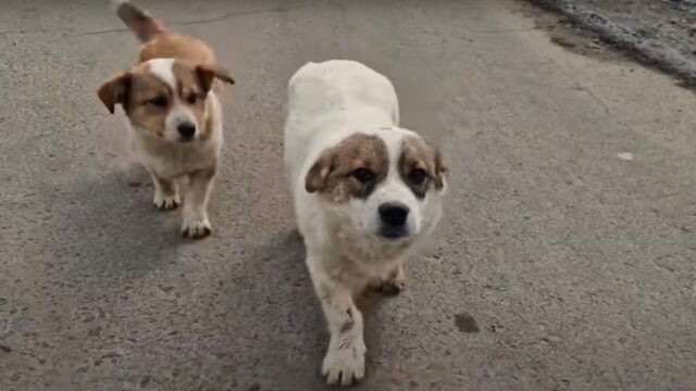 I due cuccioli di cane, rimasti per la strada per intere settimane, non hanno contenuto la gioia quando hanno capito di essere stati salvati – Video