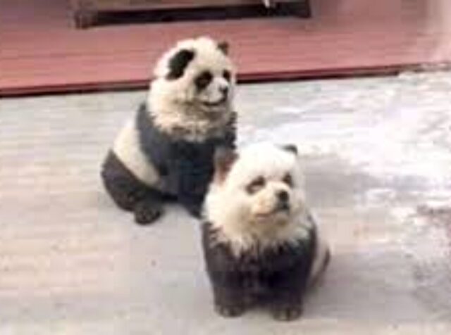 I due nuovi panda dello zoo? Non sono quello che sembrano: i cani travestiti fanno impazzire tutti