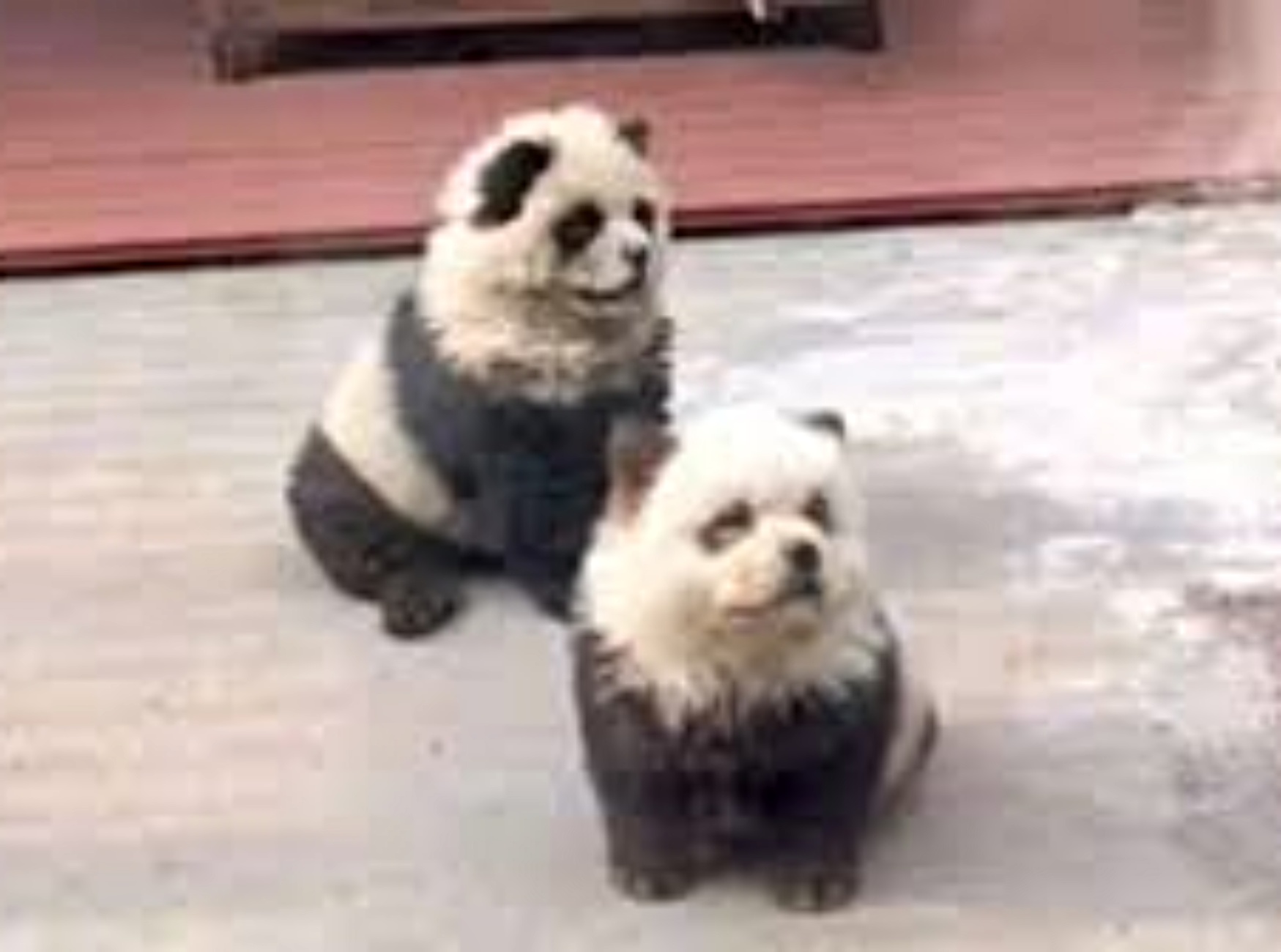 cani travestiti da panda