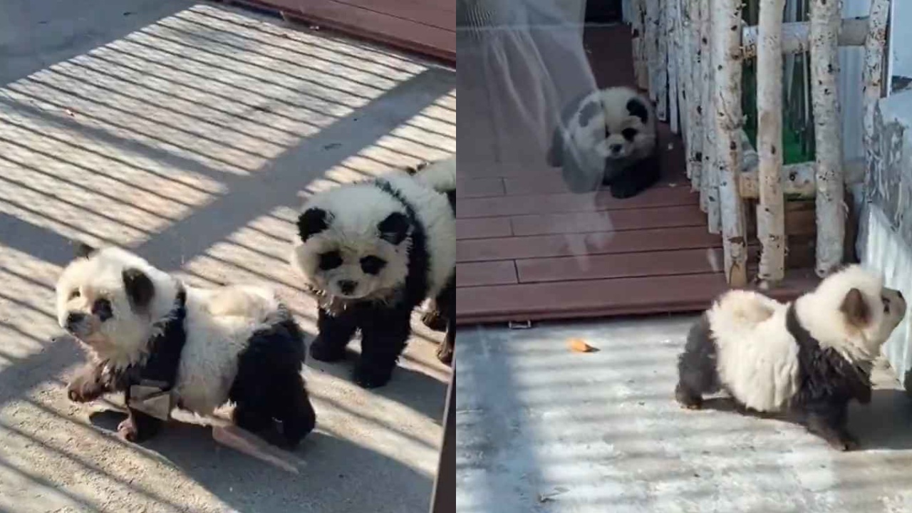 zoo cinese presenta cani travestiti da panda