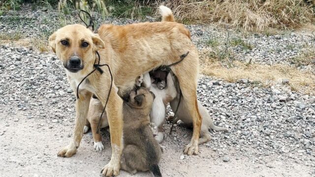 I soccorritori non riuscivano a credere al dololore di mamma cane, legata per le zampe e abbandonata nel bosco – Video