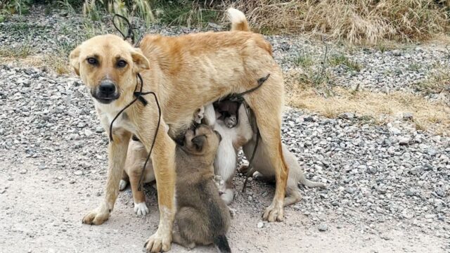 I soccorritori non riuscivano a credere al dolore di mamma cane, legata per le zampe e abbandonata nel bosco – Video