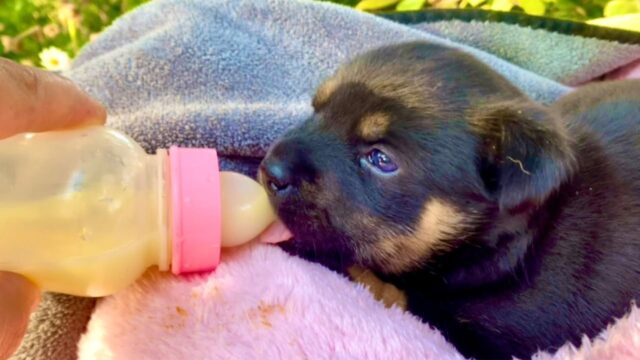 Il cagnolino è stato lasciato indietro dalla mamma, ma una persona buona ha deciso di pensare a lui – Video