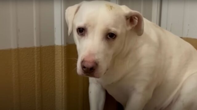 Il cane appena adottato non accettava le carezze e sussultava, finché un giorno tutto è cambiato – Video