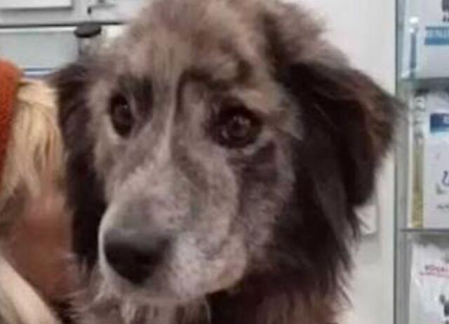 Il cane che ha vissuto in catena per ben 7 anni ha finalmente l’opportunità di sapere (e insegnare) cos’è il vero amore