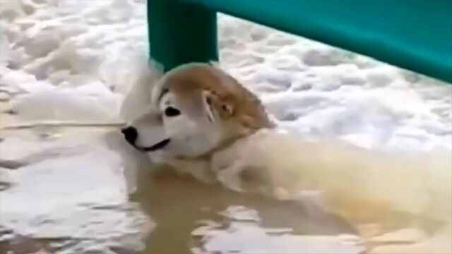 Il cane è caduto nel fiume in piena e l’uomo non sapeva come aiutarlo: il salvataggio è stato da brividi – Video